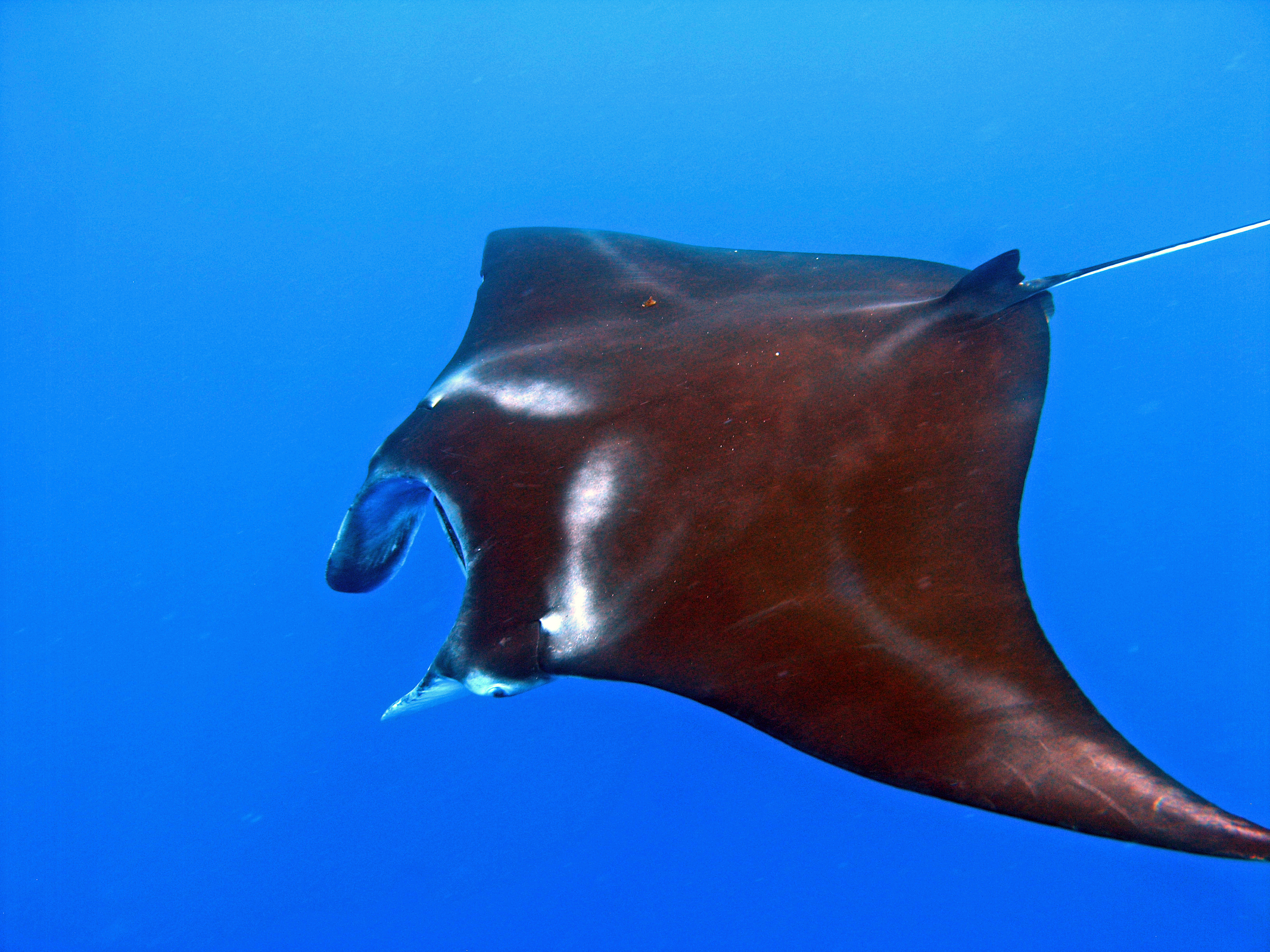 manta rays