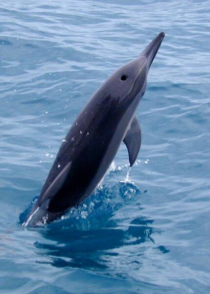 Spinner Dolphin