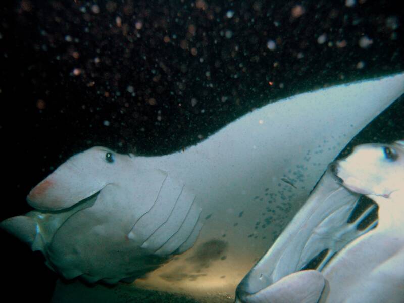 manta rays