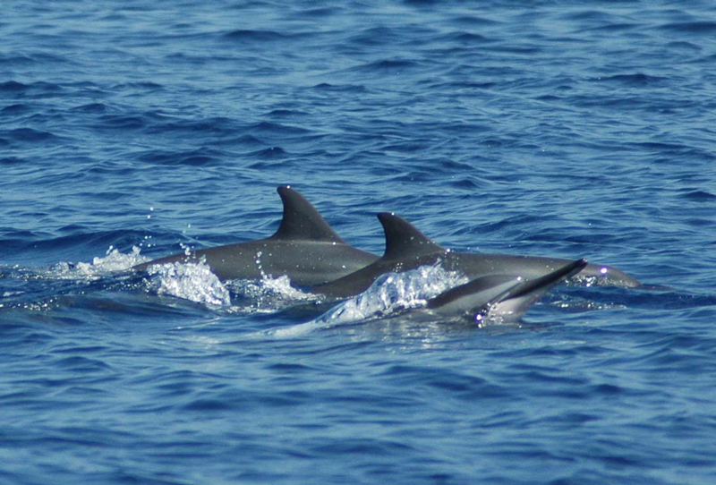 swim with wild dolphins in Kona, Hawaii