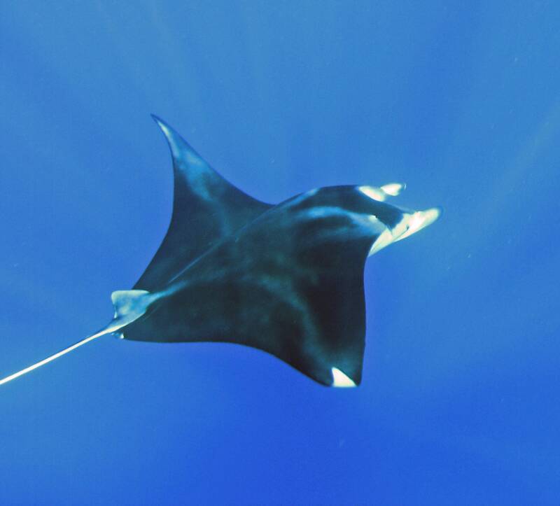 Swim with Manta Rays!