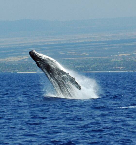 Hump-Back Whale Watching